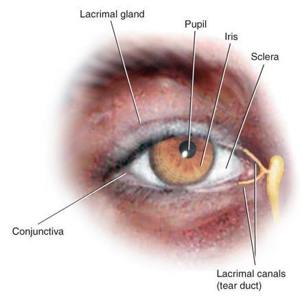 Structures of the eyes External structures Orbit Eyelids Eyelashes Conjunctiva