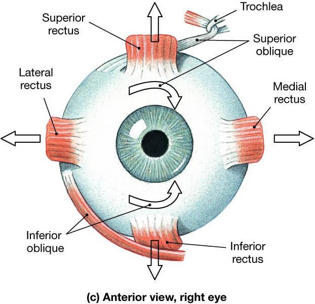 Structures of eyes Extrinsic muscles: eye muscles located attached to the sclera Superior rectus Inferior rectus