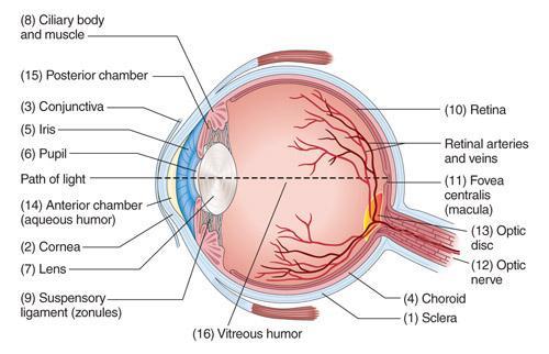 Eyes Internal structures 3.