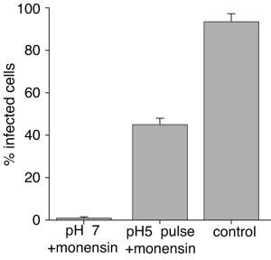 VOL. 80, 2006 CORONAVIRUS IBV FUSION IS LOW ph DEPENDENT 3185 FIG. 7. Content mixing occurs following low-ph-induced IBV fusion at the cell surface.