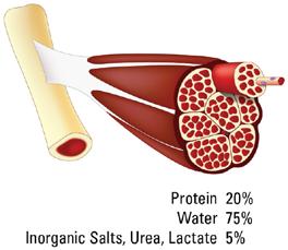 80 (whole grains, beans, and pasta). Most athletes also consume additional protein in commercially available sports bars, protein powders or carbohydrate/protein supplements.