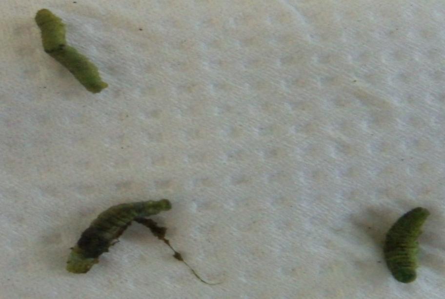 larvae caused by Resurrection lily