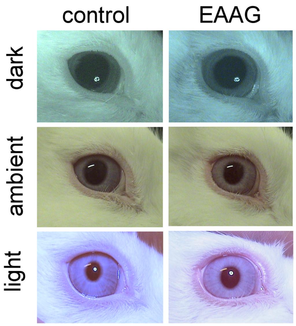 Mukherjee and Vernino Page 11 Figure 2. Pupil images from control and EAAG rabbit.