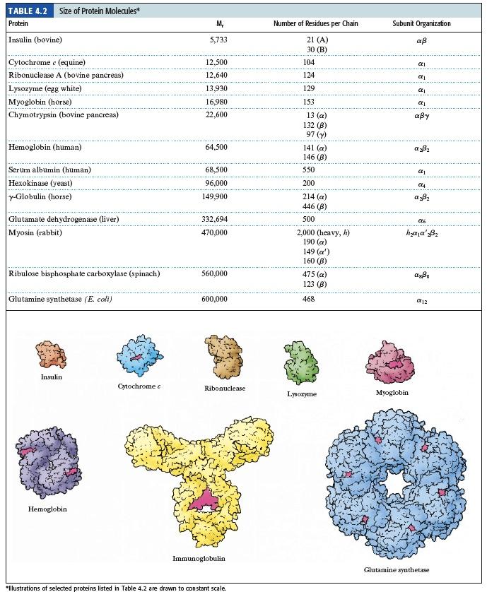 Proteins - Large and Small Insulin - A chain of 21 residues, B chain of 30 residues -total mol. wt. of 5,733 Glutamine synthetase - 12 subunits of 468 residues each - total mol. wt. of 600,000 α Connectin (a muscle protein) - MW 2.