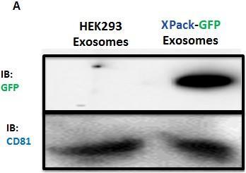 XPack Exosome Targeting System Cat#s XPAKxxxPA-1/VA-1/CL-1/EX-G After a stable cell population was generated using puromycin selection, exosomes were isolated from HEK293T XPack stable cell line