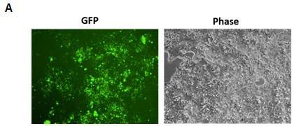 XPack Exosome Targeting System Cat#s XPAKxxxPA-1/VA-1/CL-1/EX-G Fig. 11: Exosomes from HEK293T stable XPack cell lines deliver GFP to target cells, as assayed by fluorescence microscopy C.