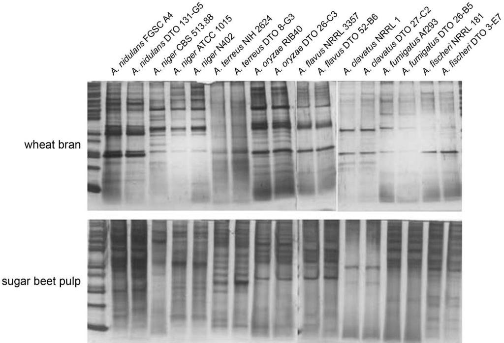 Supplemental Figure 4: Conserved SDS-PAGE profiles for isolates of the same species SDS-PAGE profiles of the strains used in this study.