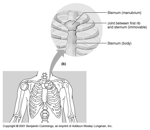 Tibiofibular Symphyses Intervertebral body Freely movable joints such as: Knee