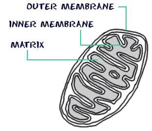 Mitochondria have two membranes (not one as in other organelles). The outer membrane covers the organelle and contains it. The inner membrane folds over many times (cristae).