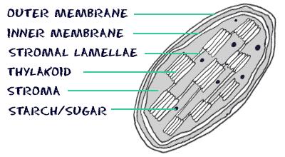 11 Chloroplast Chloroplasts are the food producers of the cell. They are only found in plant cells. Every green plant you see is working to convert the energy of the sun into sugars.