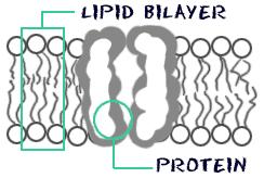 7 Cell membrane Cell membrane is made up of compounds called proteins and phospholipids. The phospholipids make the basic bag.