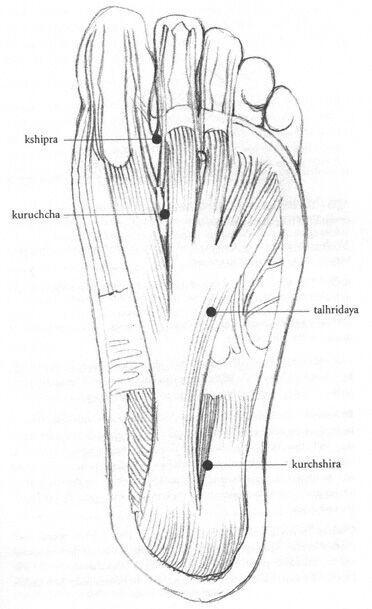 Kshipra marma, on its both sides situated 3. Talahridaya 02 ½ angula Centre of the sole on the line of the Midline 4.Kurchashira 02 1 angula Below the ankle joint, on its both sides are situated 5.