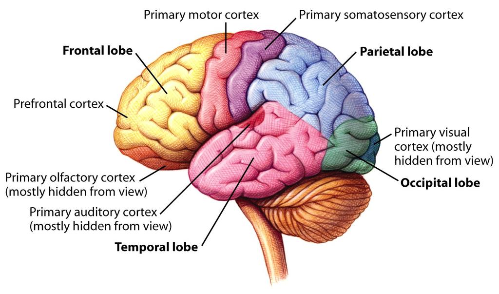 The Cerebral Cortex 80% of the brain The cortex is divided into two separate halves, the cerebral hemispheres. Left and right hemispheres are connected by a band of nerve fibers, the corpus callosum.