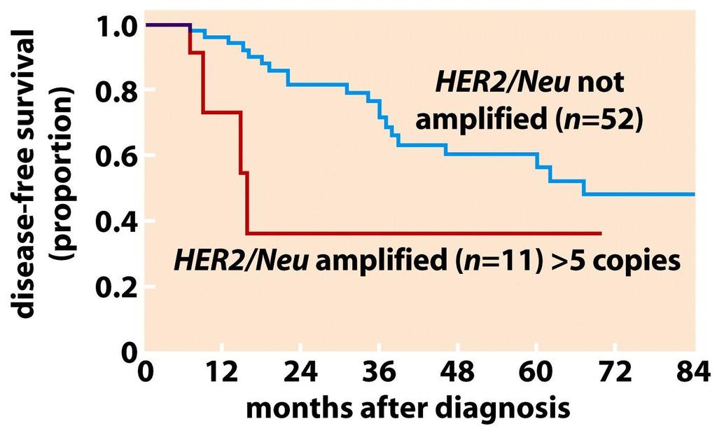 Amplification of the erbb2/her2/neu oncogene in breast cancers