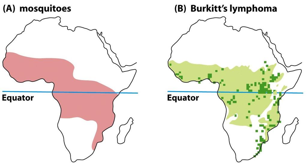 Burkitt s lymphoma in Africa (Aedes simpsoni) Malarial infection Figure 4.