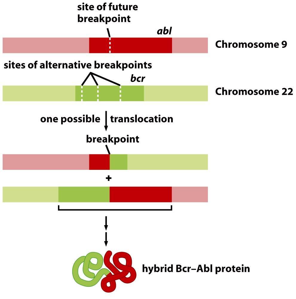 Formation of the bcr-abl oncogene after t(9; 22) (q34; q11) translocation (Abelson murine