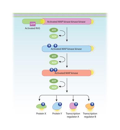 MAPKKK MAPKK MAPK Ras MAP kinase activation: A common pathway activated by growth factors RTKs can activate Ras, a protein that is tethered to the plasma membrane, by causing it to bind GTP.