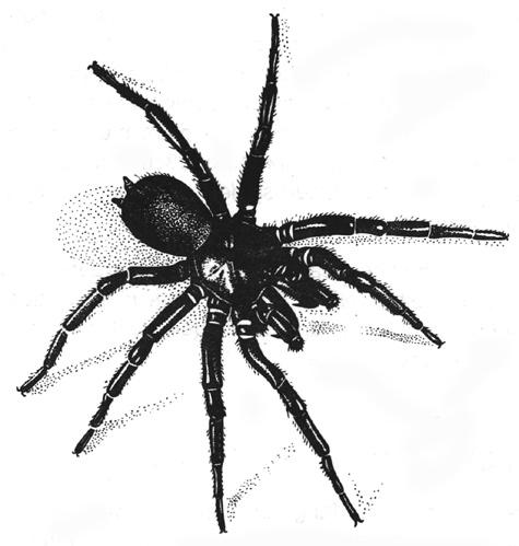 FUNNEL WEB SPIDER Atrax and Hadronyche species Family: Hexathelidae Funnelwebs are large, shiny black spiders that dig burrows in the ground or in rotting wood, usually in undisturbed bushland.