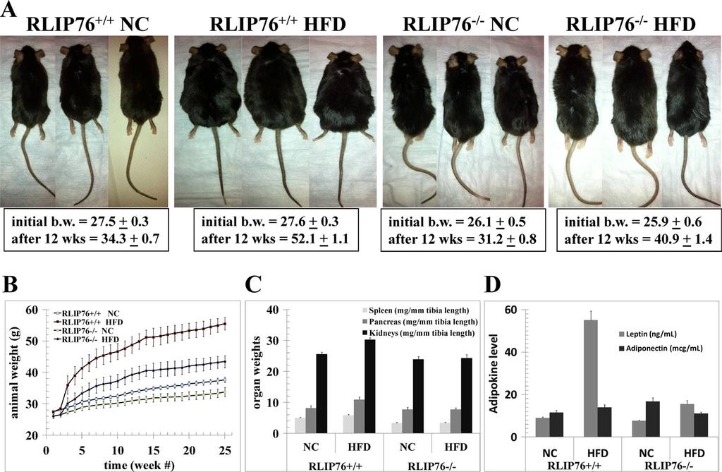 FIGURE 1. Effect of HFD in RLIP76 / and RLIP76 / mice. The experiment was carried out in wild-type (RLIP76 / ) and RLIP76 knock-out homozygous (RLIP76 / ) C57B male mice.