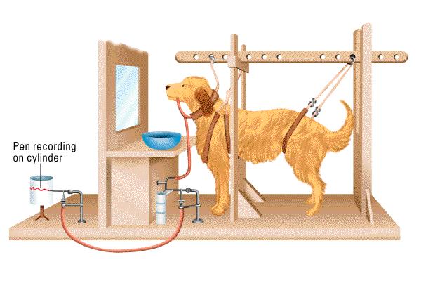 Pavlov s Apparatus Harness and fistula (mouth tube) help keep dog in a consistent