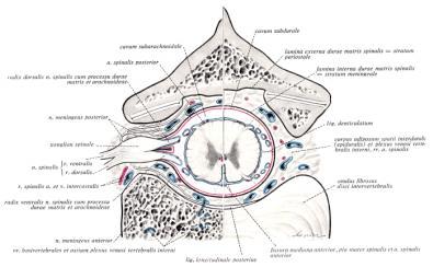 IV. THE SPINAL CORD Spinal cord is covered by o Pia Mater Spinalis Film Teminale Denticulate Ligament