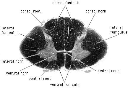 posterior parts freely anastomose o Internal plexus: anterior part is on each side of PLL, posterior to vertebral body; posterior part is interior to ligamentum flavum Vertebral body drained by