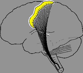 Spinocerebellar Tracts: Dorsal and Ventral Spinocerebellar Tracts located next to each other, on the lateral aspect of the cord, in the Lateral and Ventral Funiculi respectively.