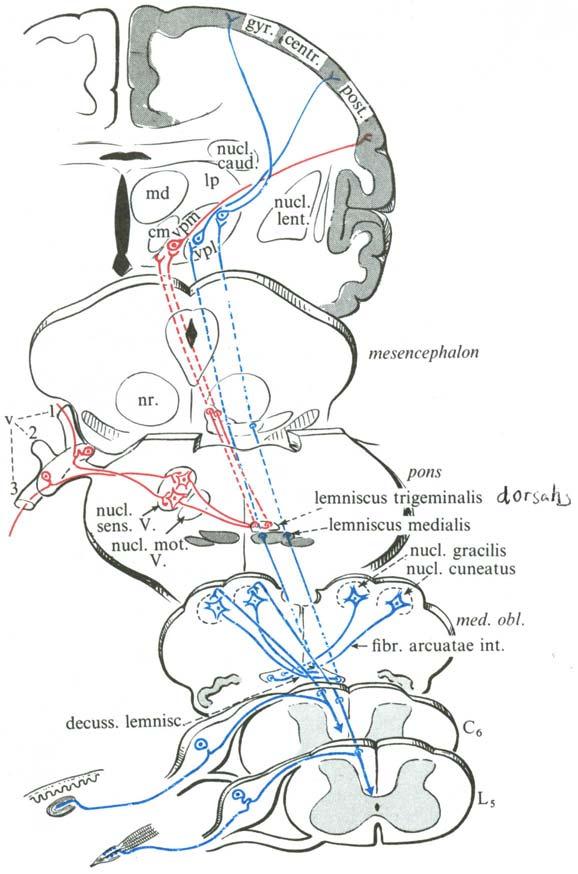 spinothalamic systems (right).