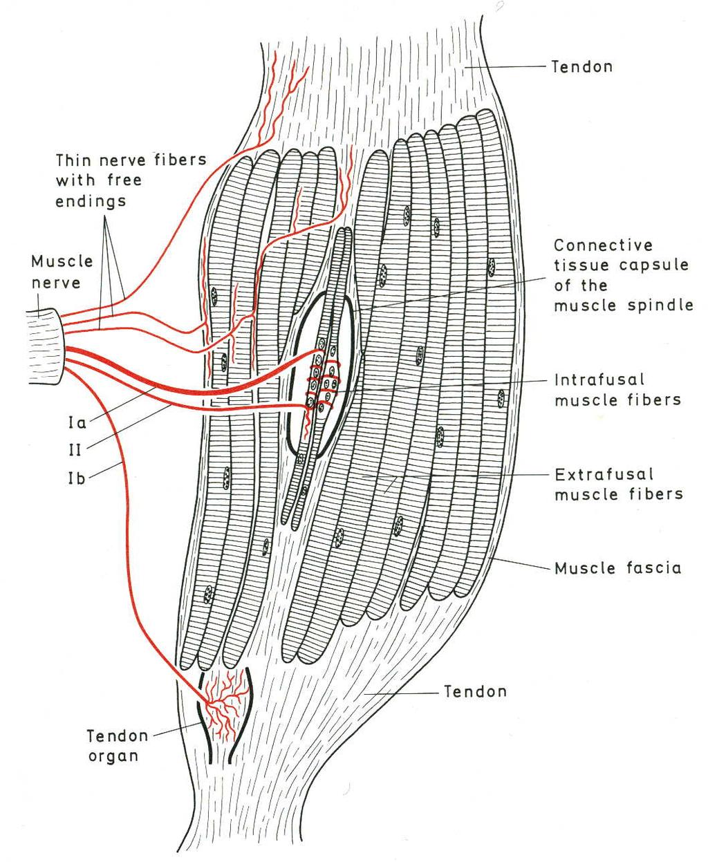 MUSCLE SPINDLE AND GOLGI TENDON ORGAN A B c A: sensory innervation of skeletal muscles.