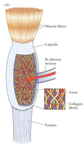 Note that the muscle spindle is attached via connective tissue fibers to the tendons.