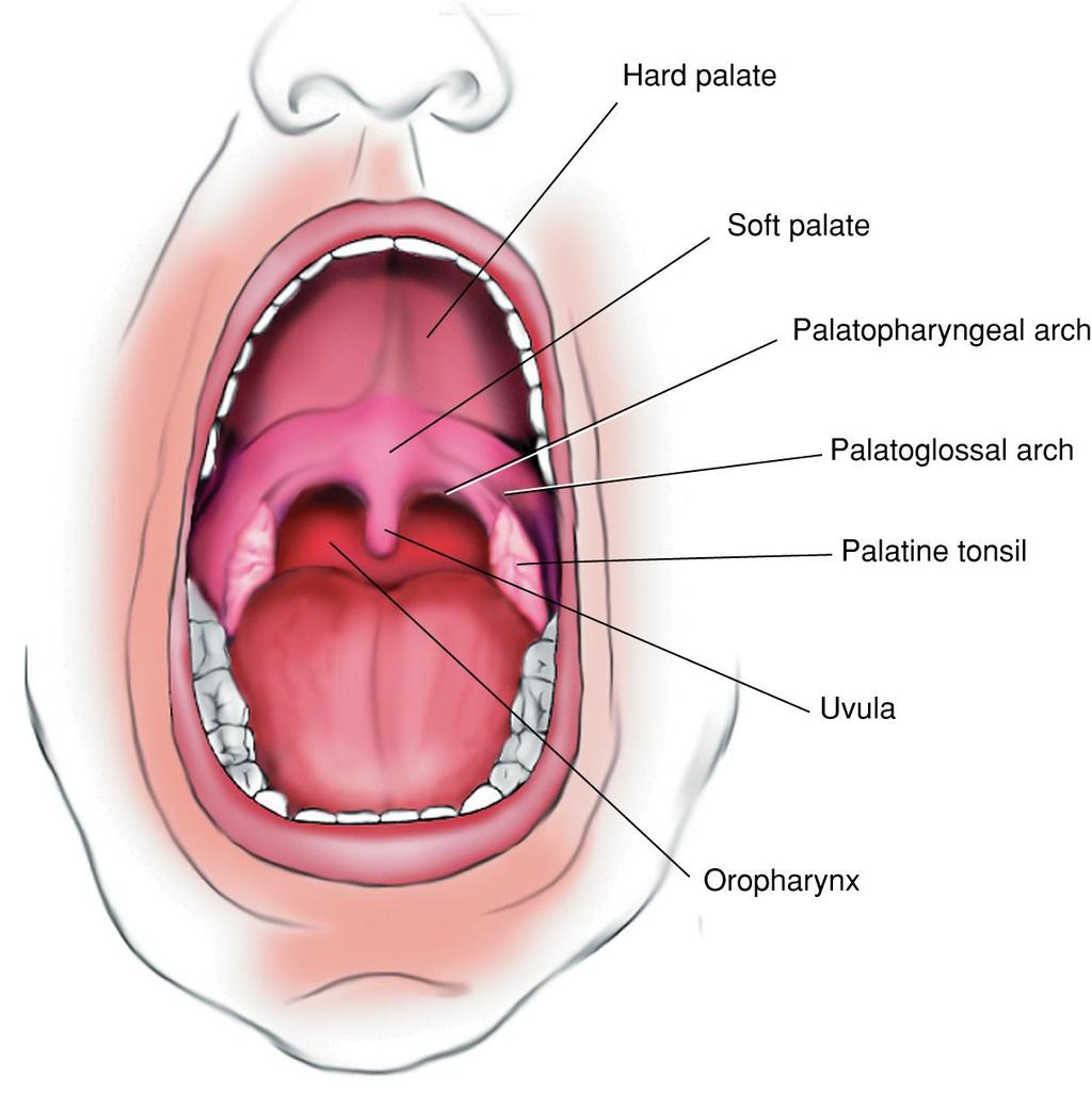 Oral Cavity Fig.