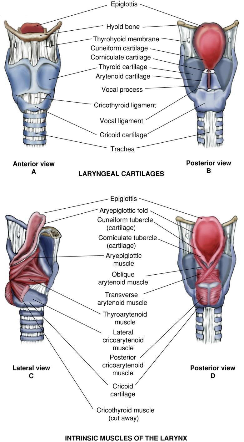 Intrinsic Muscles of the Larynx Fig. 1-11.