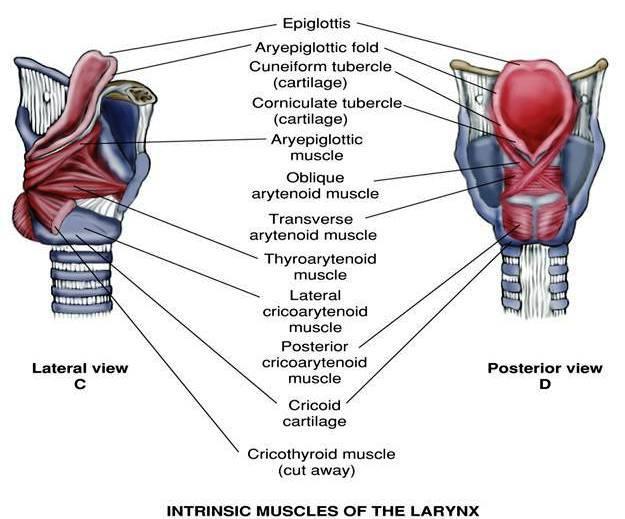 Cartilages and Intrinsic Muscles of the Larynx Fig.