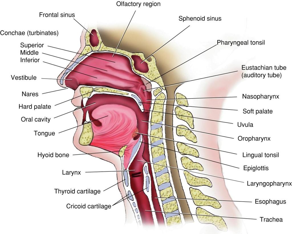 Sagittal Section of Upper Airway Fig.