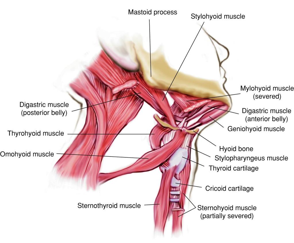 Extrinsic Laryngeal Muscles Fig.