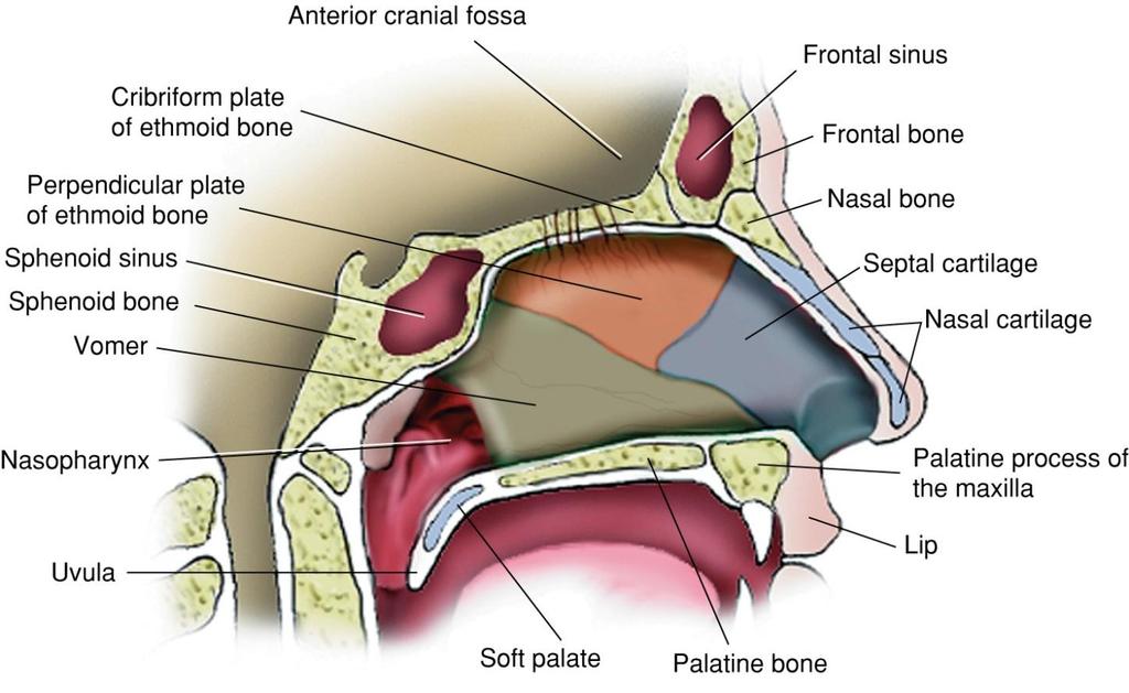 Sagittal Section Through Nose Fig.