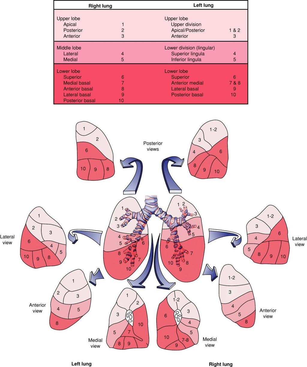 Lung Segments Fig.