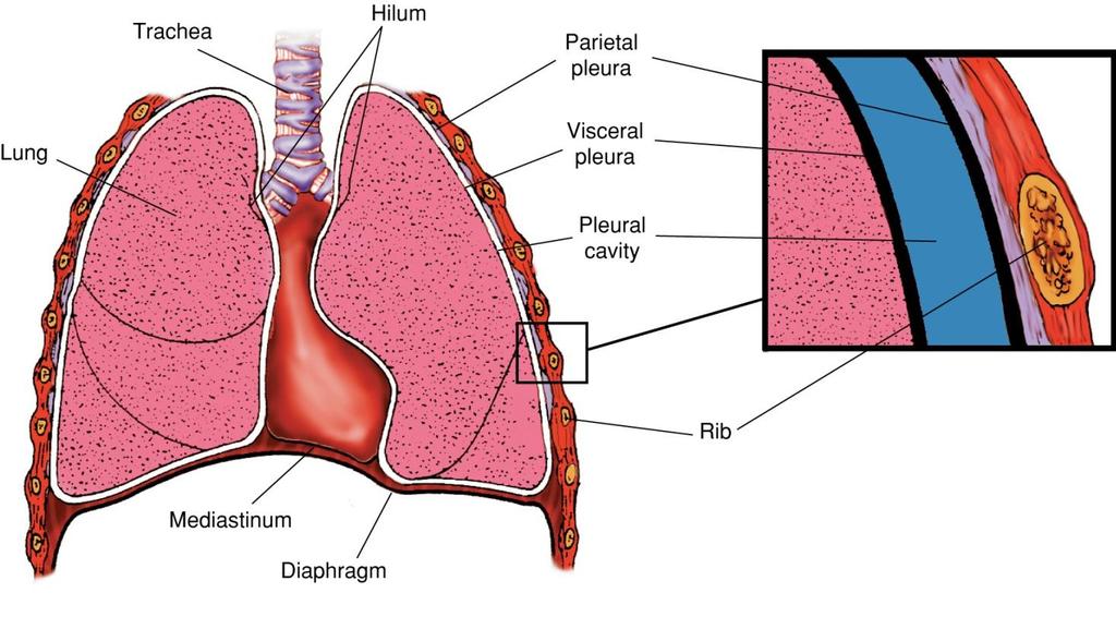Major Structures Surrounding the Lungs Fig.