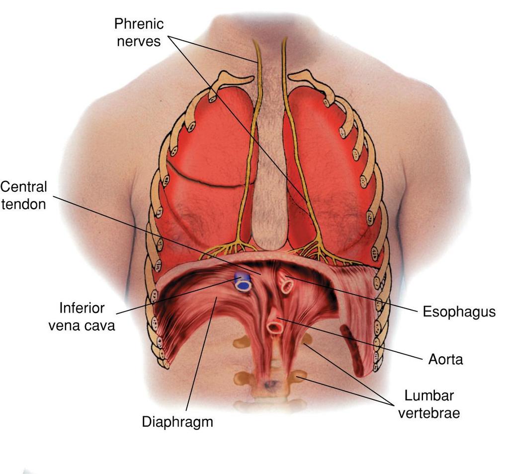 The Diaphragm Fig.