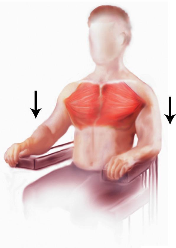 Pectoralis Major Muscles for Inspiration Fig. 1-44.