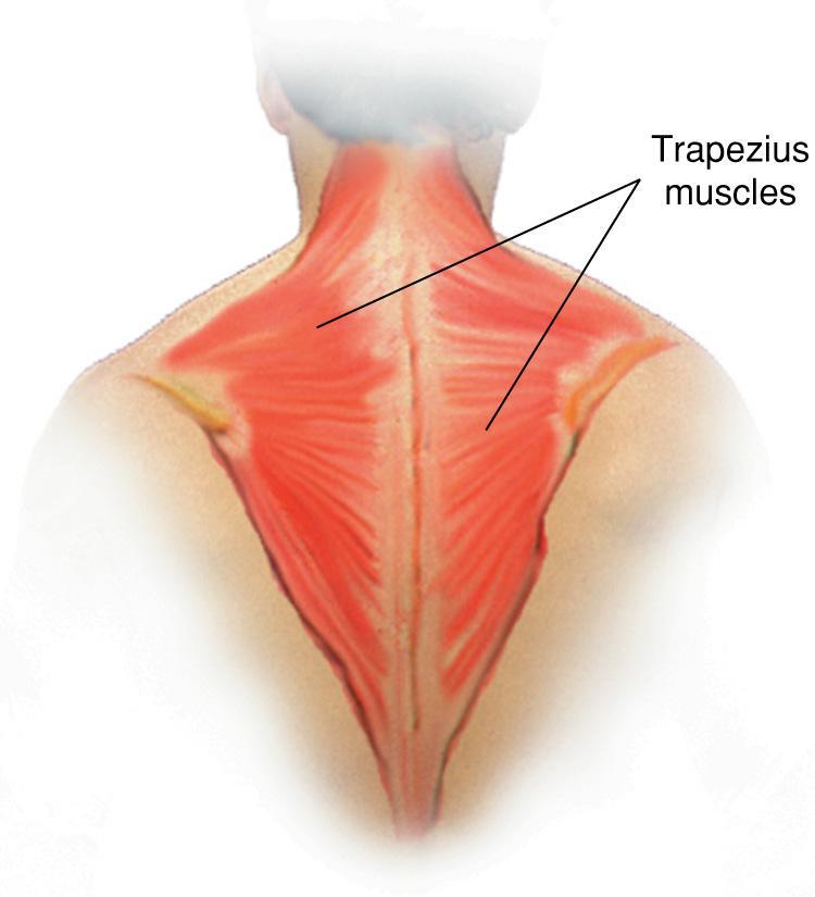 Trapezius Muscles Fig.