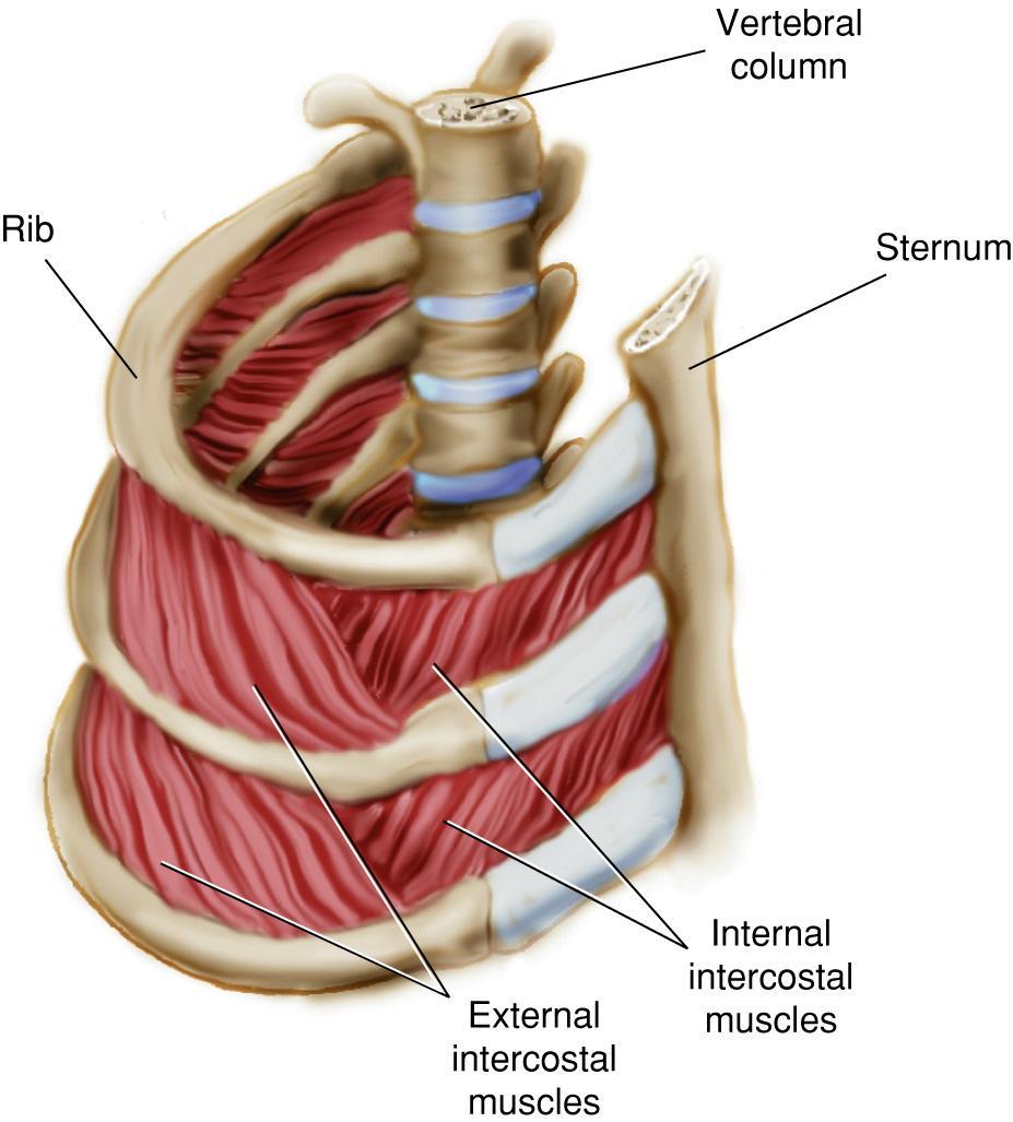 Intercostal Muscles Fig. 1-47.