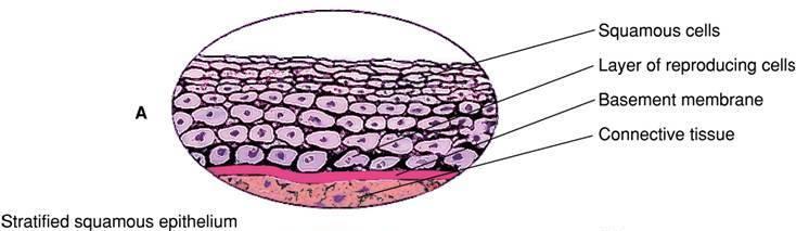 Stratified Squamous Epithelium Fig. 1-4. A. Stratified squamous epithelium. B.