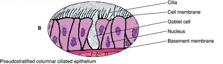 Pseudostratified Columnar Ciliated Epithelium Fig. 1-4. A. Stratified squamous epithelium. B.