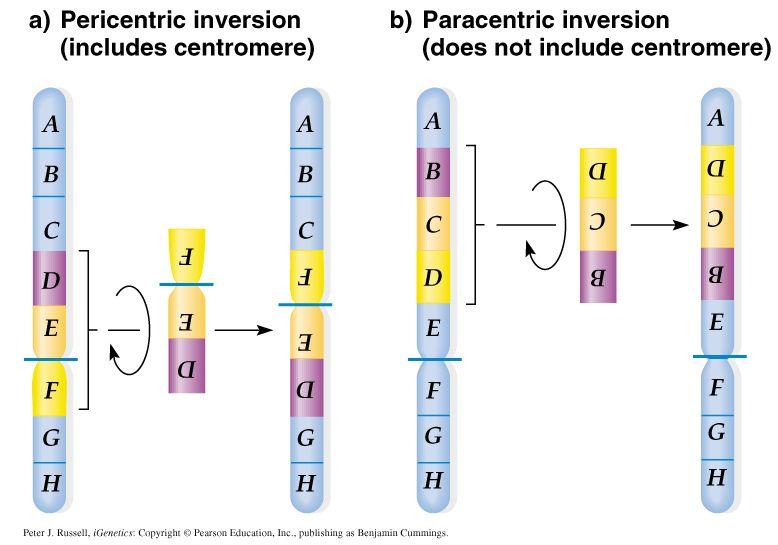 Variations in Chromosome Structure: Inversions!
