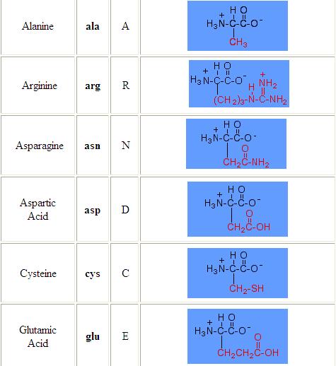 All amino acids have; A carbon atom core Four binding sites An amino group An