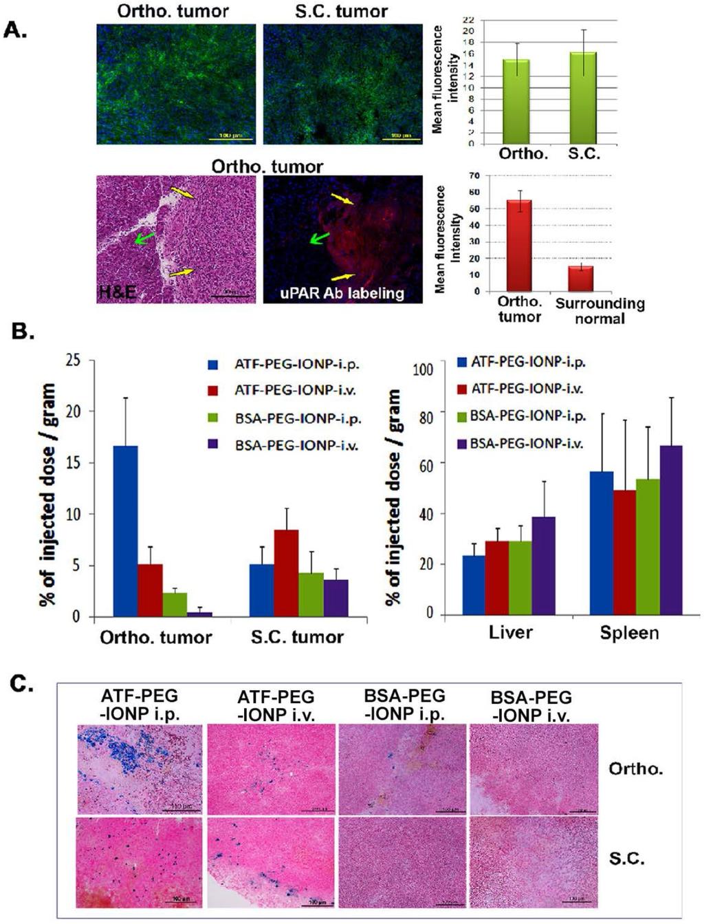 1694 Figure 2. Comparison of targeted delivery and biodistribution of upar targeted and non-targeted nanoparticles following i.p. or i.v. delivery in mice bearing both s.c. and orthotopic tumors.