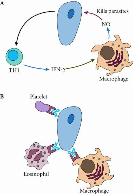 Immune Effectors in Parasitic Infections: Schistosome larvae in vitro experiments 9 Immunity to liver stage of malaria Vaccination with irradiated sporozoites in the lab Provides protection