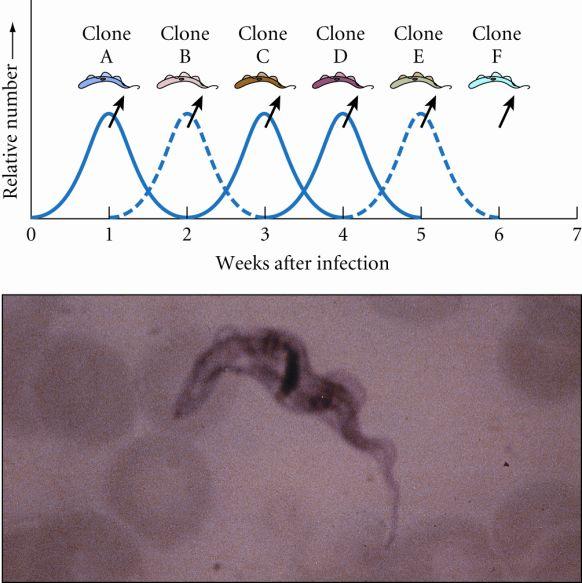 Molecules that inhibit Complement Leishmania avoid membrane attack complex (MAC) by having extended surface proteins that bind complement and induce phagocytosis of parasite But do not allow MAC