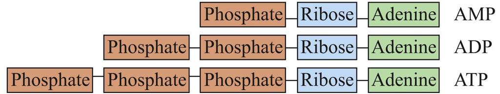 Adenosine Phosphates Several Adenosine Phosphates exist: AMP Adenosine Monophosphate a DNA/RNA nucleotide ADP Adenosine Diphosphate key molecule in metabolic pathways ATP Adenosine Triphosphate key